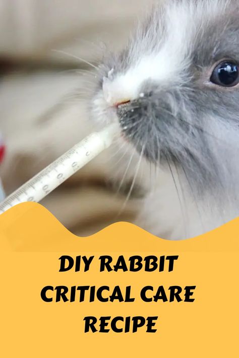 Rabbit Treats Recipe, How To Care For Rabbits, Rabbitry Setup, Bunny Treats Homemade, Rabbit Health, Rabbit Farming, Infused Treats, Show Rabbits, Rabbit Stuff