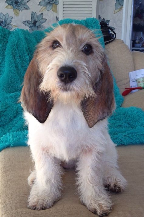 Grande Basset Griffon Vendeen Isabella Bassett Griffon Vendeen, Petite Basset Griffon Vendeen, Basset Griffon Vendeen, Basset Dog, Basset Griffon, Petit Basset Griffon Vendeen, Griffon Dog, Wire Haired Dachshund, Dog Rules