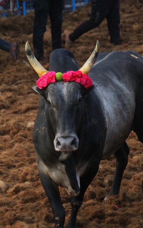 Kangayam Bull Images, Indian Bull Images, Green Screen Images, Tiger Silhouette, Bull Images, Cow Photography, Cow Photos, Beer Photos, Lion Photography