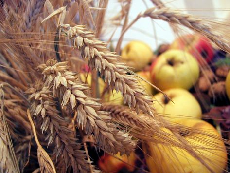 Free Harvest Thanks Giving Stock Photo - FreeImages.com Yellow Cottagecore, Greek Pantheon, Jesus Heals, Cozy Aesthetic, Harvest Time, Fall Feels, Greek Gods, Gods And Goddesses, The Ranch