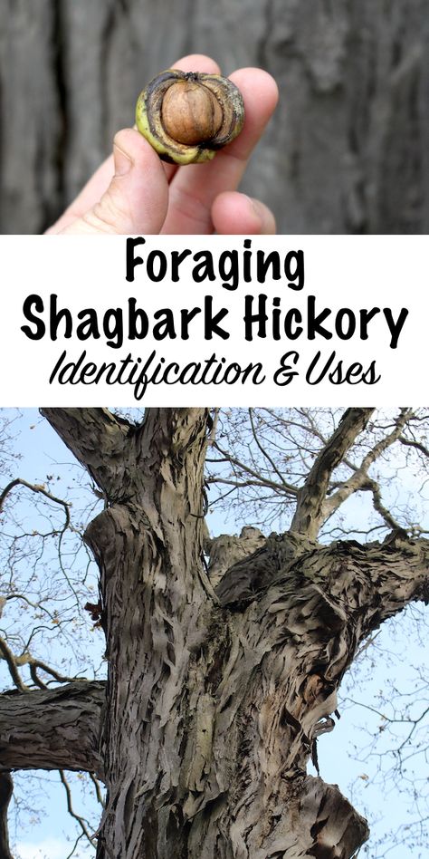 Thinking about foraging trees this fall? Be on the lookout for the shagbark hickory tree with its delicious, sweet nuts that are used in all kinds of shagbark hickory nut recipes. Plus learn about shagbark hickory uses, like shagbark hickory syrup. Includes an identification guide to get you started on your foraging adventure! Hickory Nuts Recipes, Shagbark Hickory Tree, Hickory Nuts Uses, Hickory Nut Recipes, Hickory Syrup, Winter Foraging, Wild Crafting, Native Plant Landscape, Hickory Tree