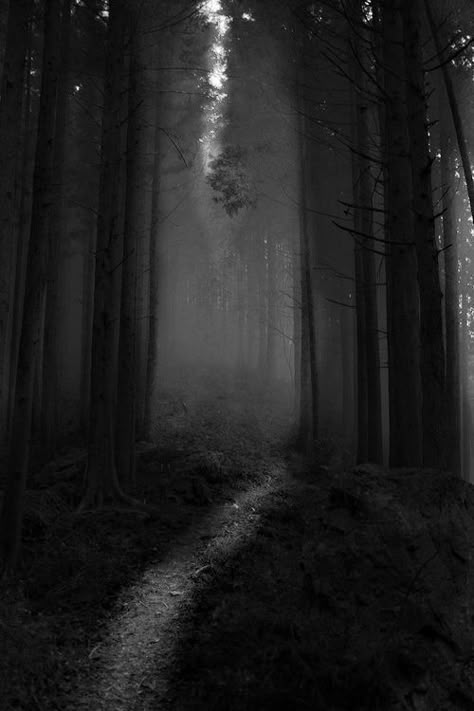 Dark Pictures, Dark Places, The Fog, Dark Photography, Dark Forest, White Photo, Black Forest, Enchanted Forest, After Dark