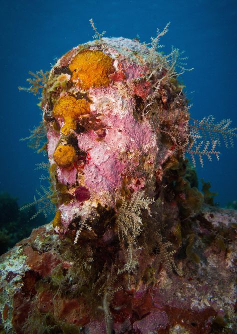 Jason deCaires Taylor Jason Decaires Taylor, Underwater Sculpture, Underwater Portrait, Sculpture Museum, Underwater Art, Creative Portraits, Land Art, Marine Life, Artist Art