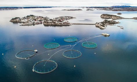 Pacific Salmon, Salmon Farming, Atlantic Salmon, Wild Salmon, Fish Farming, Barometer, Survival Skills, The High, The Guardian