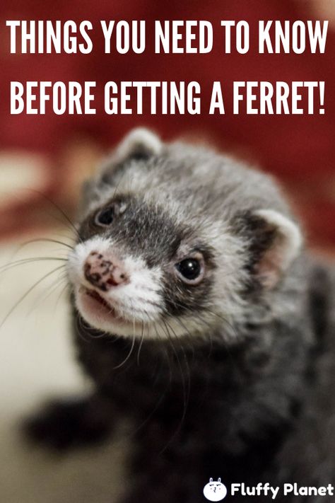 Ferret proofing your home What Do Ferrets Eat, Ferret Colors, Ferret Diy, Sleeping Otters, Ferrets Care, A Ferret, Otters Cute, Pet Ferret, Cute Ferrets