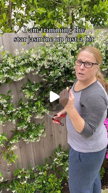 Monique Windschitl on Instagram: "Trimming up the star jasmine espalier/trellis.  This will take some of the weight off and reshape it up a bit.  I am still leaving most of the fragrance blooms. Has anyone started their espalier yet?  And THAT’S just how I do IT!  #tradwife #homeandgarden #athomewithmo #garden #gardener #gardenlover #at_home_with_mo #starjasmine #trellis #espalier #gardening #plants #flowers #armstronggarden #fyp #creator #asmr #foryourpage" Evergreen Jasmine Climber, Chinese Star Jasmine Trellis, Star Jasmine Espalier, Star Of Jasmine Trellis, Jasmine Fence Ideas, Jasmine Star Plant, Jasmine Bush Landscaping, Star Jasmine Trellis Fence, Jasmine Vine Ideas