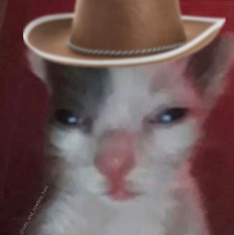 Cat In Cowboy Hat, Cat With Cowboy Hat, Carry On Jatta 3, Silly Cowboy, Halloween Costumes Cat, Cat Smell, Cat Halloween Costumes, Cat Homes, Cat Throwing Up