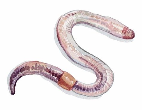 Holly Exley, Worm Drawing, Environment Science, Watercolor Food Illustration, Art Alevel, Watercolor Food, Watercolor Fish, Earthworms, Endangered Animals