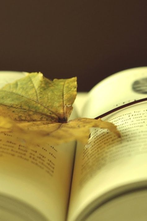 Mint Aesthetic, Yellow Leaf, An Open Book, Soy Beans, Wisdom Books, Rainbow Aesthetic, Yellow Aesthetic, Open Book, Brown Aesthetic