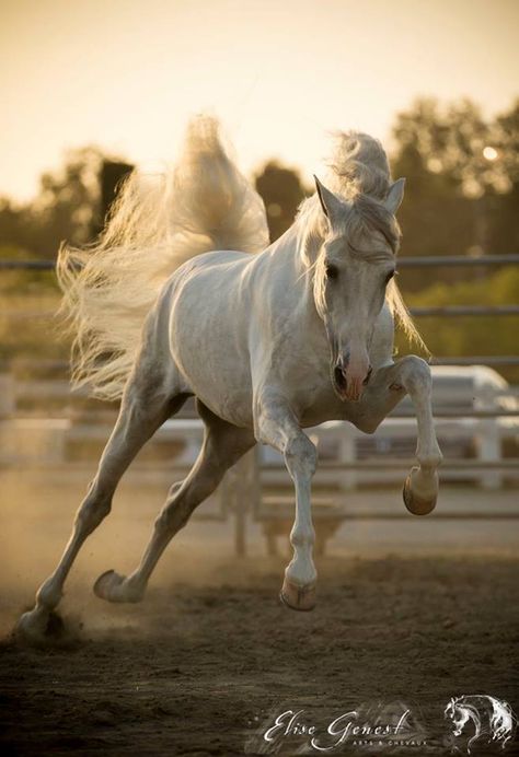 Power and elegance Arabians Horses, حصان عربي, Horse Pics, Photo Animaliere, Arabian Stallions, Horse Galloping, Beautiful Arabian Horses, Most Beautiful Horses, Grey Horse