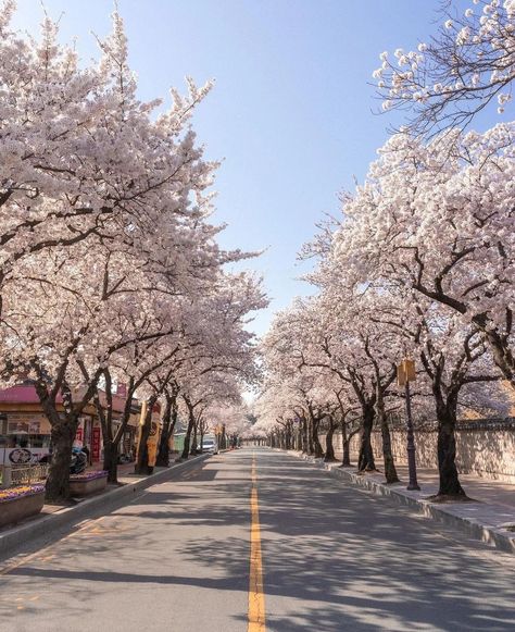 South Korea Landscape, Korea Landscape, Spring Cherry Blossoms, South Korea Seoul, Gyeongju, South Korea Travel, Sakura Tree, Jeju Island, Japan Aesthetic