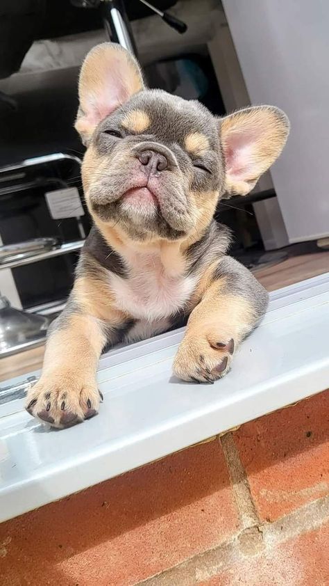 Toy French Bulldog, Baby French Bulldog, Gift Ideas Funny, Cute Dogs Images, Very Cute Puppies, Dog Mommy, French Bulldog Gifts, Francia Bulldog, Super Cute Puppies