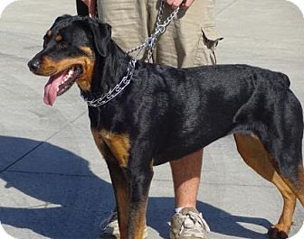 Lathrop, CA - Rottweiler/Doberman Pinscher Mix. Meet Roxie, a dog for adoption. http://www.adoptapet.com/pet/15028491-lathrop-california-rottweiler-mix Doberman Rottweiler, Doberman Mix, Hound Breeds, Rottweiler Mix, Dog Pee, Best Dog Training, Baby Animal Prints, Feral Cats, Guard Dogs