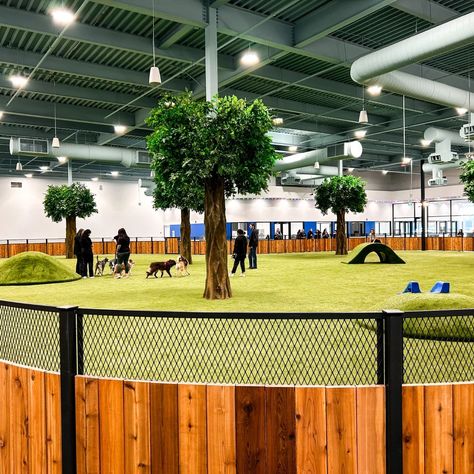 Indoor Dog Park - Petfinity Dog Park In Backyard, Dog Park Design Architecture, Indoor Dog Park Design, Dog Playroom Indoor, Doggy Daycare Aesthetic, Dog Day Care Interior Design, Dog Boarding Facility Ideas Pet Resort, Dog Hotel Ideas Pet Resort, Dog Hotel Design