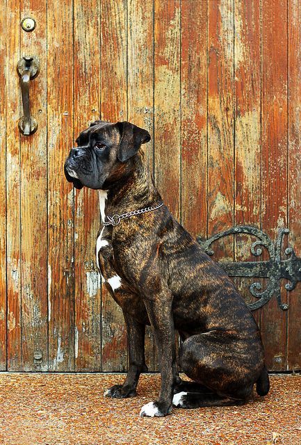 Boxer Breed, Brindle Boxer, Boxer Bulldog, Cesar Millan, Dog White, Psy I Szczenięta, Boxer (dog), Boxer Puppy, Boxer Love