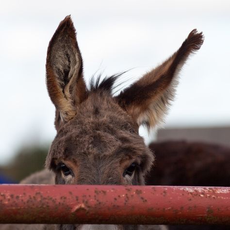 Pixie's Crafty Workshop Donkey Ears, The Donkey, Guard Dogs, Pet Home, Peek A Boo, Beautiful Creatures, Animal Kingdom, Animals And Pets, Animal Pictures