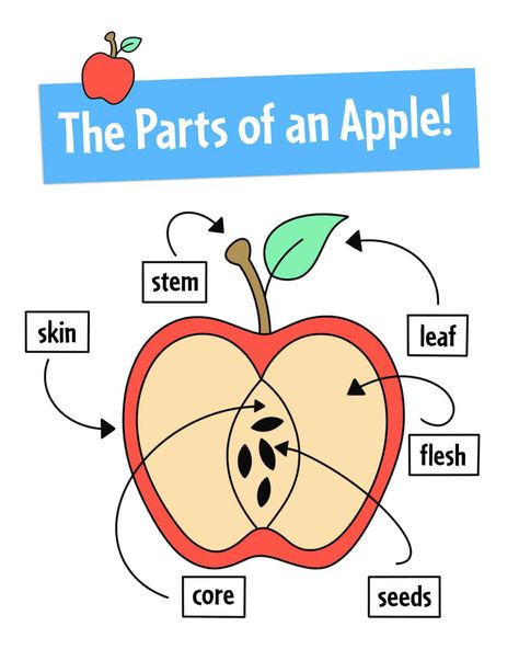 Fun Apple Painting Process Art for Kids! ⋆ The Hollydog Blog Apple Chart Preschool, Apple Anatomy Free Printable, Apple Parts Preschool, Apple Tree Life Cycle Printable Free, Parts Of An Apple Free Printable, Apple Life Cycle Printable Free, Apple Projects Preschool, Parts Of An Apple Preschool, 3k Activities