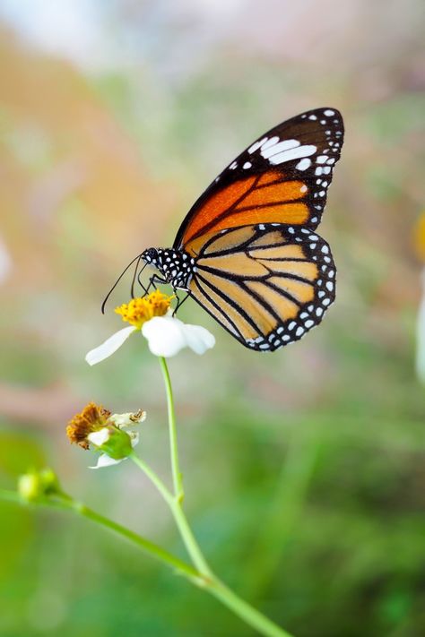 Atrapasueños Diy, Butterfly On Flower, Fireworks Pictures, Butterfly Art Painting, Insect Photography, Chinese Art Painting, Beautiful Butterflies Art, Lotus Art, Butterfly Images