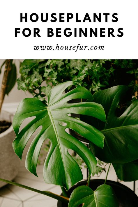 Easiest House Plants, Houseplants For Beginners, Easy Houseplants, Best Houseplants, Easy Care Houseplants, Easy House Plants, Gardening Trends, Plants To Grow, Indoor Plant Care