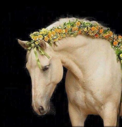 Cai Arabi, Horse Braiding, Horse Mane, Horse Costumes, Horse Grooming, Foto Tips, All The Pretty Horses, Horse Crazy, White Horses