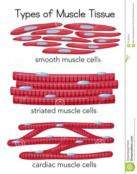 Types Of Muscle Tissue, Tissue Drawing, Z Wallpaper Letter Aesthetic, Cell Illustration, Muscle Cell, Cardiac Muscle Cell, Tissue Biology, Smooth Muscle Tissue, Muscle Diagram