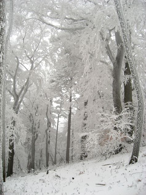 love love love I Love Snow, Winter Fairy, Winter's Tale, Winter Magic, Winter Scenery, Winter Beauty, Snow Scenes, Foto Art, Winter Wonder