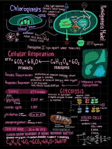 Respiration And Circulation Notes, Cellular Respiration Diagram, Cellular Respiration Notes, Biology Posters, Environmental Science Activities, Environmental Biology, Heart Circulation, Bio Notes, Science Diagrams