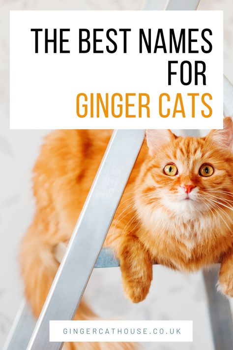 Good Boy Names, Ginger Cat Names, Boy Cat Names, Yellow Kittens, Munchkin Kitten, Cute Cat Names, Names Boy, Cute Ginger, Ginger Kitten