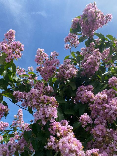 Lavender Muskogee Crape Myrtle Tree Muskogee Crape Myrtle, Crape Myrtle Tree, Crepe Myrtle Trees, Myrtle Tree, Filler Flowers, Crepe Myrtle, Crape Myrtle, Cottage Life, Seasons Change