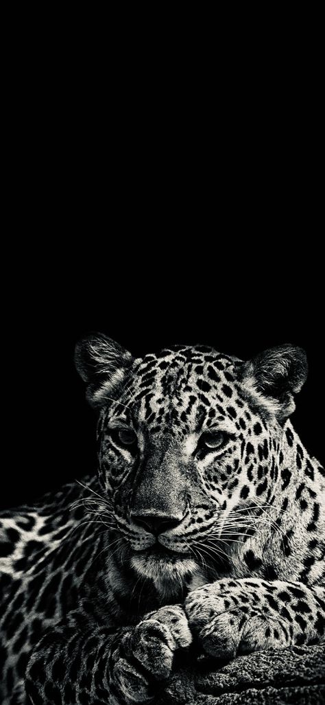 Wallpaper Backgrounds Leopard, Good Quality Wallpaper Iphone, Aesthetic Ipad Wallpaper Vintage, Black Leopard Aesthetic, Black Leopard Wallpaper Iphone, Leopard Print Lockscreen, Classy Black And White Aesthetic, Wallpaper Iphone Leopard, Black Cheetah Wallpaper