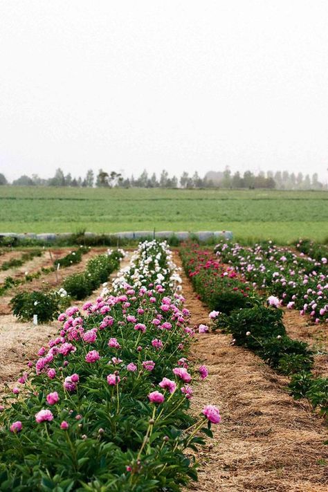 Peony Farm, Golden Afternoon, Cut Flower Farm, Growing Peonies, Purple Plants, Hidden Garden, Australian Garden, Australian Native Plants, Market Garden