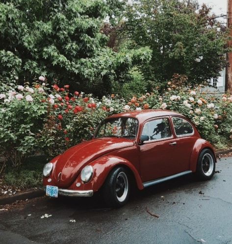 1960s beetle and rose bushes 70s Beetle Car, Old Beetle Car Aesthetic, 70s Vw Beetle, 1966 Volkswagen Beetle, Vintage Beatle Car, 1960s Volkswagen Beetle, 1960 Volkswagen Beetle, Voltzwagon Bug Aesthetic, Volkswagen Beetle 1970s