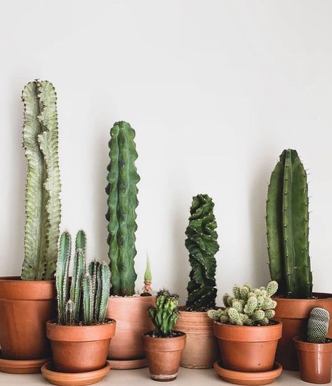 Mini Cactus Plants, Indoor Cactus Plants, How To Grow Cactus, Cactus House Plants, Making Plant Pots, Cactus Care, Indoor Cactus, Ornamental Plants, Cactus Garden