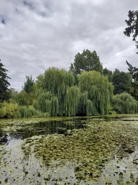 Fairy core, goblin core, cottage core Willow Trees, Core Cottage, Fairycore Aesthetic, Goblin Core, My Fantasy World, Willow Tree, + Core + Aesthetic, Nature Aesthetic, Fairy Core