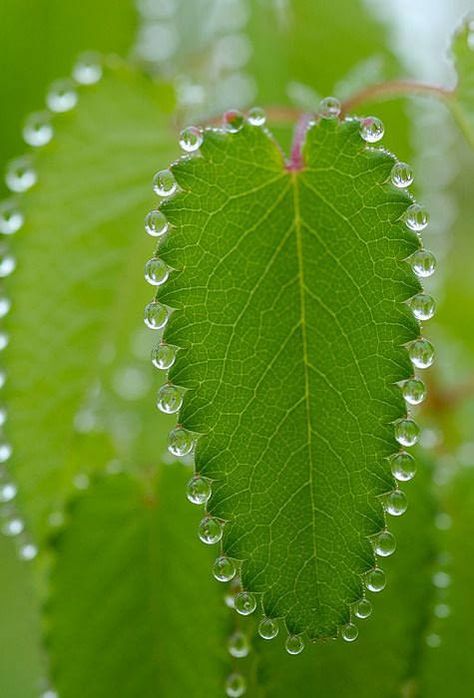 Guttation on a leaf Satisfying Pictures, Matka Natura, Drops Of Water, Belle Nature, Image Nature, Have Inspiration, Jolie Photo, Patterns In Nature, Macro Photography