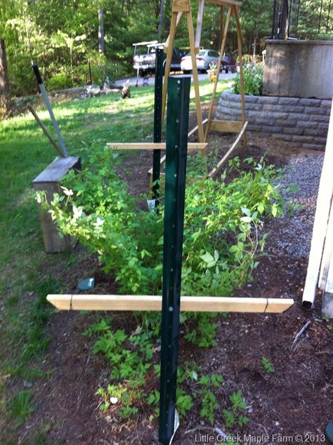 Above is our raspberry trellis basically two metal posts with a couple wood cross members and some wire strung between them. Rasberry Trellis, Blackberry Trellis, Raspberry Trellis, Arbor Trellis, Growing Raspberries, Berry Garden, Trellis Ideas, Diy Trellis, Garden Veggies