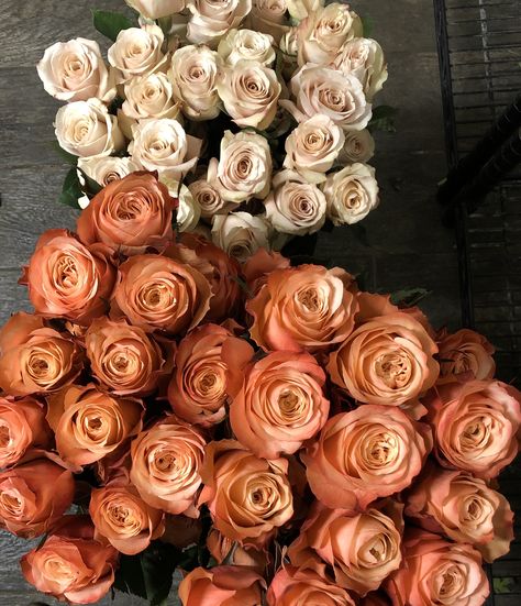 Fall Color Roses, Kahala Rose, French Peas, Terracotta Roses, Rust Roses, Sahara Roses, Fall Roses, Sahara Rose, Autumn Roses