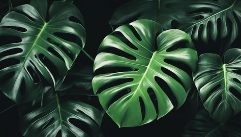 Tropical leaves wallpaper intricate details and veins capturing the essence of a Monstera plant Monstera Aesthetic, Aesthetic Horizontal, Tropical Leaves Wallpaper, Video Mockup, Leaves Wallpaper, Mac Wallpaper, Monstera Plant, Leaf Wallpaper, Card Banner