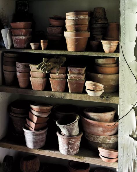 How to Quickly Age Your Terra-Cotta Pots Pretty Landscaping, Aging Terra Cotta Pots, Martha Stewart Home, Potting Benches, Terra Cotta Pots, Shed Organization, Wine Crate, Potting Sheds, Luxury Garden