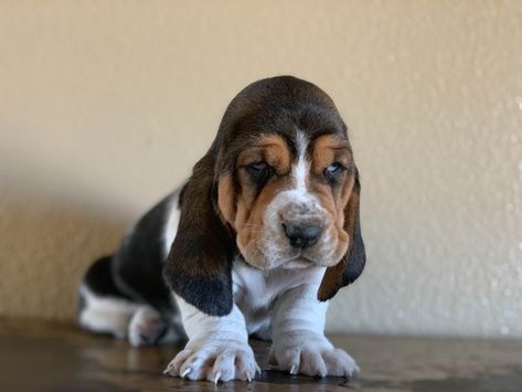 Angeli Skalberg Has Basset Hound Puppies For Sale In Craig, CO On AKC PuppyFinder Basset Hound For Sale, Miniature Basset Hound, Hound Tattoo, Baby Basset Hound, Puppy Pfp, Basset Hound Puppies, Hound Dog Puppies, Sketches Nature, Teacup Pug