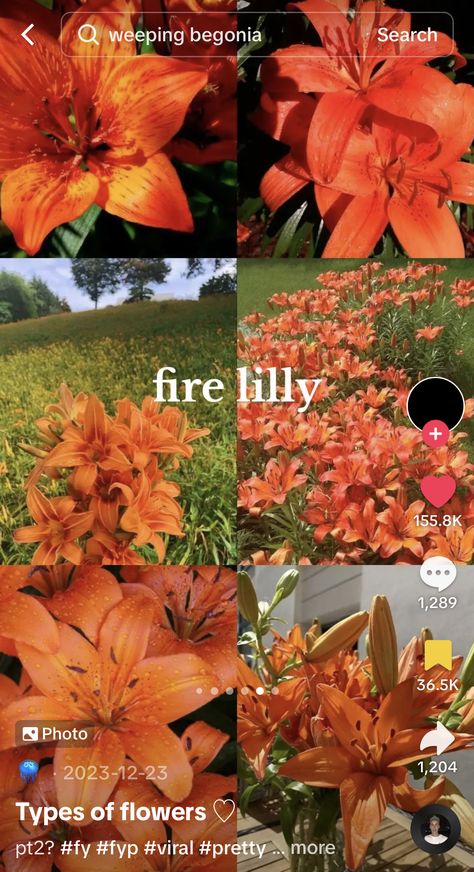 Lily Types, Types Of Flowers, Lily, Orange, Flowers