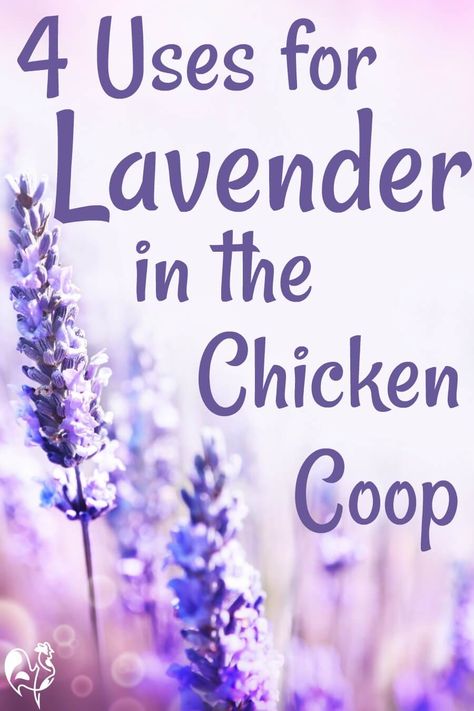 Fancy Chicken Coop, Inside Chicken Coop, Lavender Chicken, Chicken Ladder, Herbs For Chickens, Duck Coop, Chicken Care, Chicken Coup, Chicken Keeping