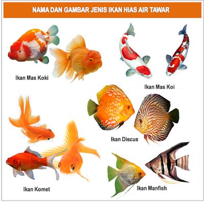 GAMBAR│FOTO│JENIS-MACAM-NAMA IKAN HIAS AIR TAWAR Ejen Zass, Koi Fish Colors, Ikan Air Tawar, Ikan Koi, Air Tawar, Good Morning Beautiful Pictures, Aktivitas Montessori, Table Of Contents, Morning Beautiful