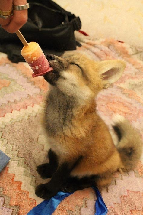 Little Fox Eating A Ice-Lolly Funny Fox Pictures, Pictures Of Foxes, Fox Eating, Fox Eat, Cute Foxes, Fox Pups, Friendly Fox, Wild Baby, Fox Pictures