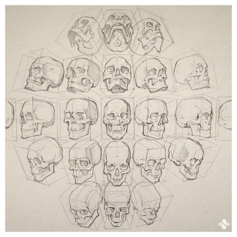 Head Positions, Skull Reference, Academic Drawing, Skeleton Drawings, Drawing Realistic, Drawing Heads, Human Anatomy Drawing, Skulls Drawing, Anatomy Sketches