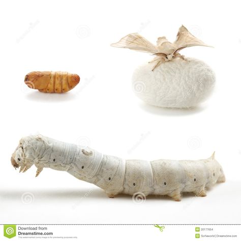 Moth Life Cycle, Peter Han, James And Giant Peach, Silk Worm, Silk Moth, Birthday Wishes Songs, Animal References, Life Cycle, Life Cycles