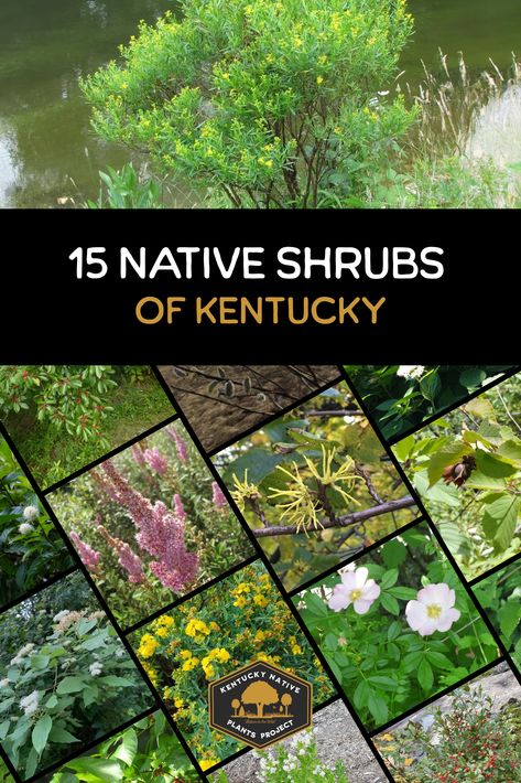 native shrubs of kentucky Best Plants To Grow In Kentucky, Native Kentucky Flowers, Native Kentucky Plants, Kentucky Native Plants, Kentucky Gardening, Kentucky Flowers, Kentucky Garden, 2023 Landscape, Native Landscaping