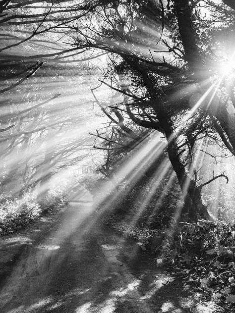 Sun beaming through trees on a beach path on the Oregon Coast. Into the Mystic black and white sun beam beach path print by Samba to the Sea at The Sunset Shop. #oregon #oregoncoast #pnw #pnwonderland Aesthetic Prints Black And White, Cool Black And White Photos, Nature Photography Black And White, Sunset Black And White, Black And White Trees, Sun Beams, Black And White Nature, Into The Mystic, Beach Path