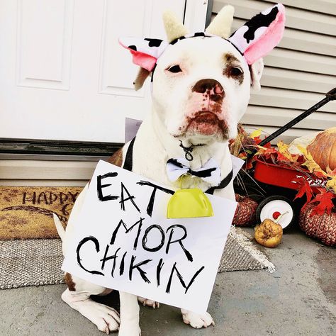 Couples With Dog, Diy Cow Costume, Costume Simple, Eat Mor Chikin, Cute Dog Costumes, Halloween Cow, Dog Onesies, Costumes For Couples, Easy Costume