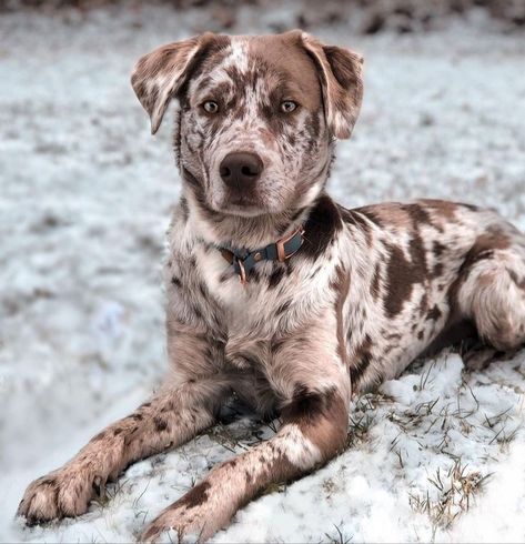 Kangal Dog, Mutt Dog, Rare Dogs, Australian Shepherd Mix, Scary Dogs, Catahoula Leopard Dog, Dog Mixes, Really Cute Dogs, Cute Dog Pictures